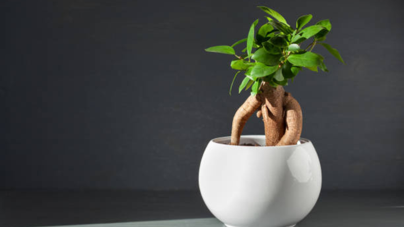 Thriving Ginseng Ficus bonsai with healthy growth