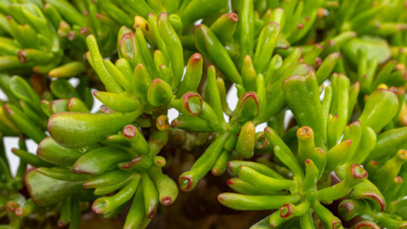 Thriving Gollum Jade Houseplant