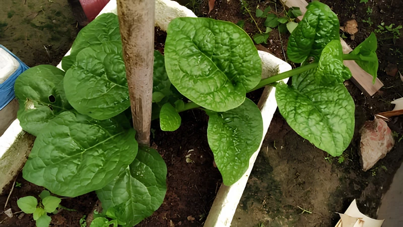Thriving Malabar Spinach with dense leafy vines