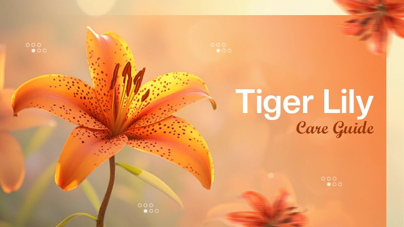 Tiger Lily