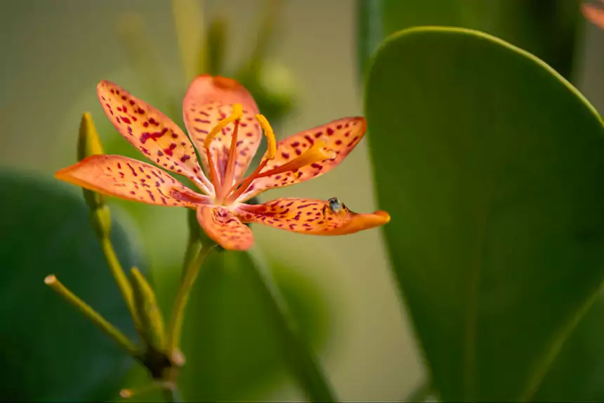 Tiger Lily