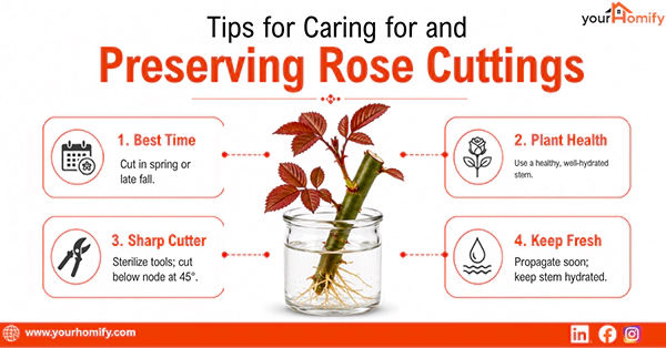 Tips for Caring for and Preserving Rose Cutting