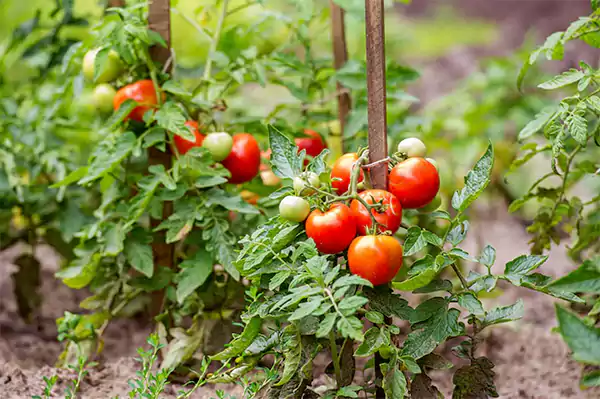 Tomatoes in a raised bed garden
