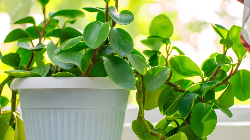 Trailing Pepperomia Rotundifolia with glossy leaves
