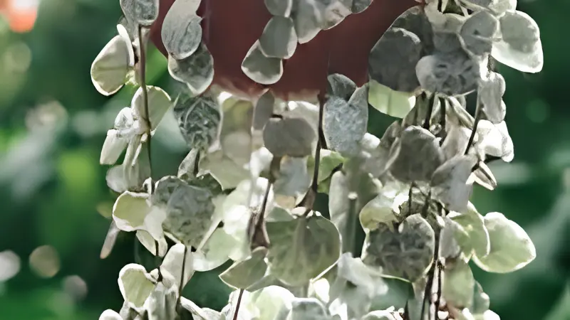 Variegated String of Hearts with cascading stems