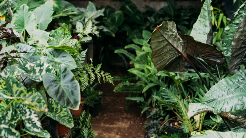 Tropical garden with lush plants and exotic flowers