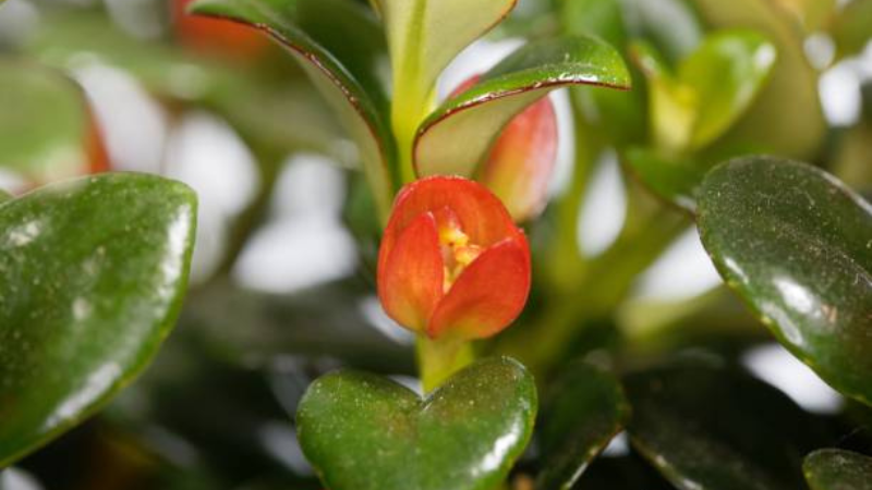 Tropical Goldfish Plant with vivid orange flowers