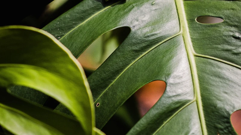 Swiss Cheese Plant growing in bright indirect light