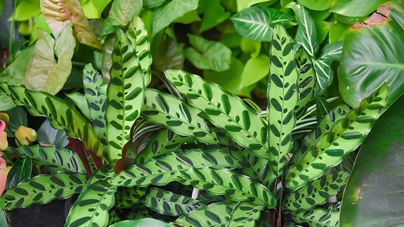 Tropical Rattlesnake Plant growing indoors