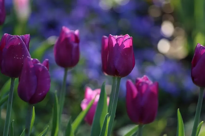 Tulip