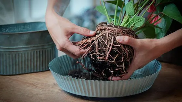 Untangle the root ball