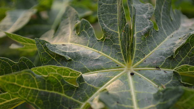 Variegated Fatsia Spider Web