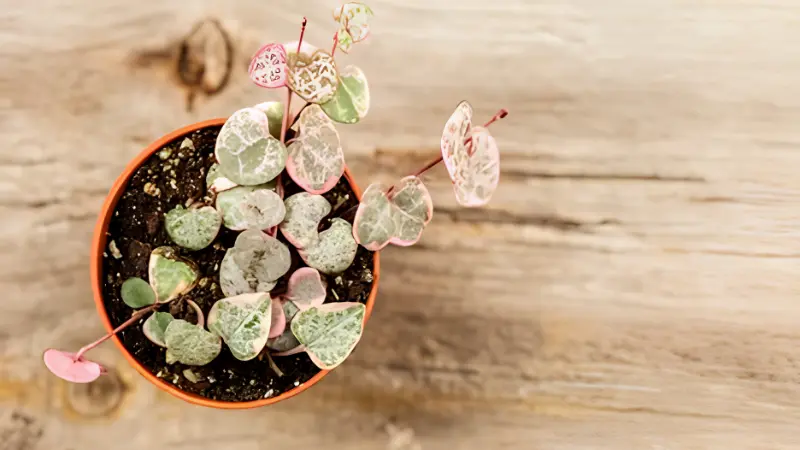 Close-up of colorful heart-shaped succulent leaves