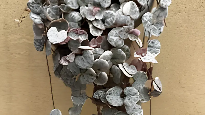 Featured image of Variegated String of Hearts with pink, cream, and green heart-shaped leaves