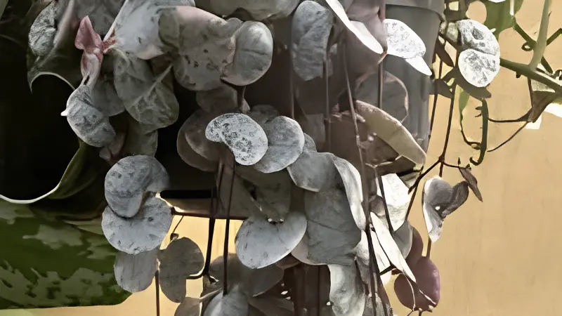 Hanging Variegated String of Hearts with trailing vines