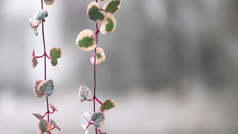 Indoor Variegated String of Hearts in hanging basket