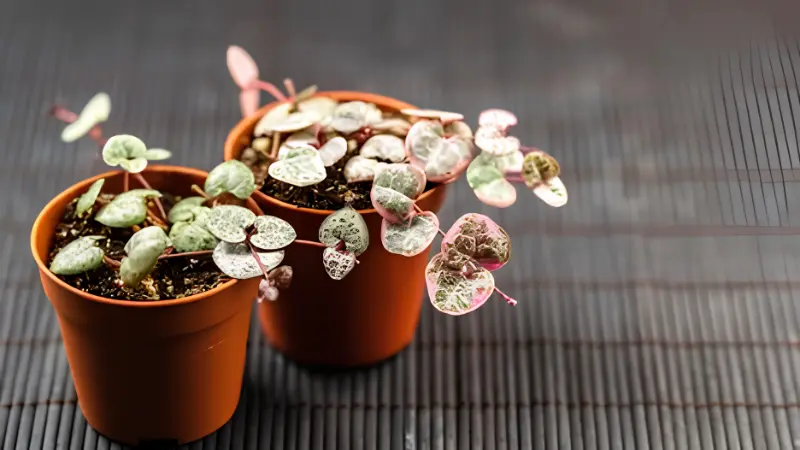 Variegated String of Hearts with heart-shaped leaves