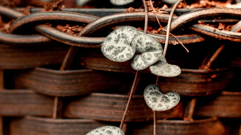 Variegated String of Hearts with heart-shaped leaves