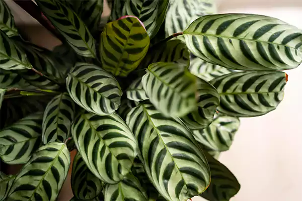 Variegated ZZ Plant