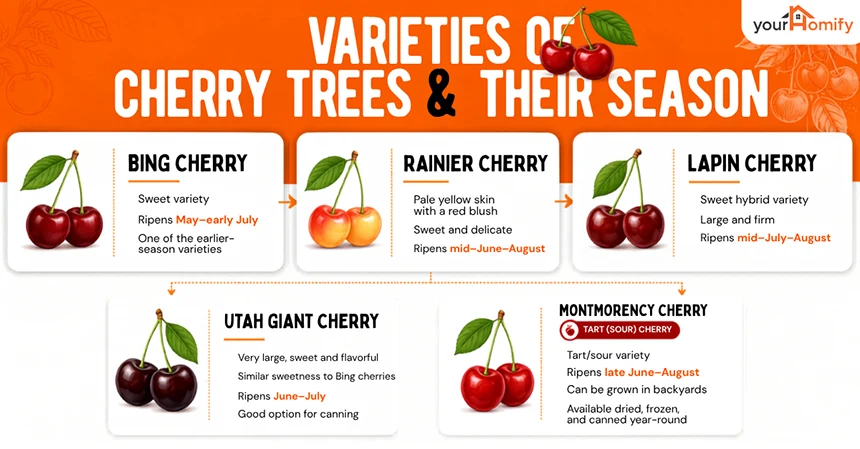 Variety Of Sweet Cherry Trees and Their Season