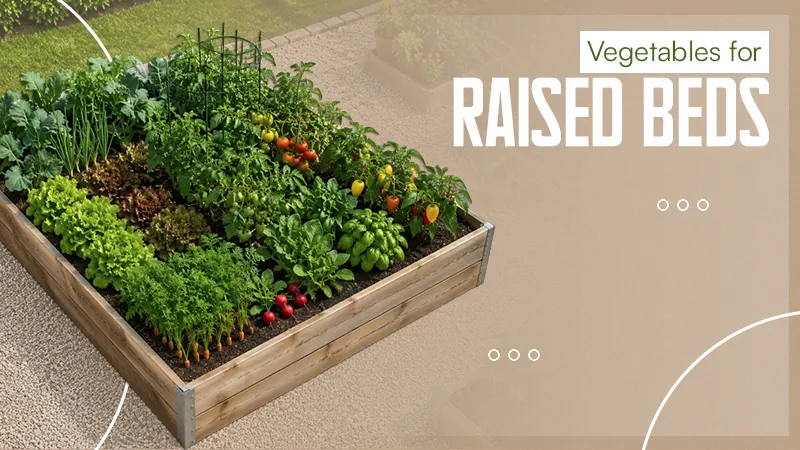 Vegetables for Raised Beds