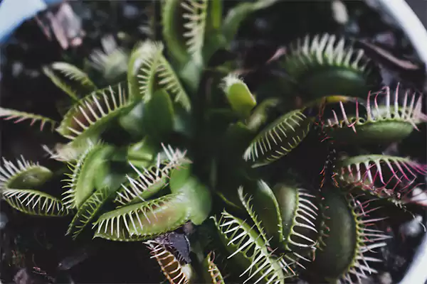 Venus Fly Trap