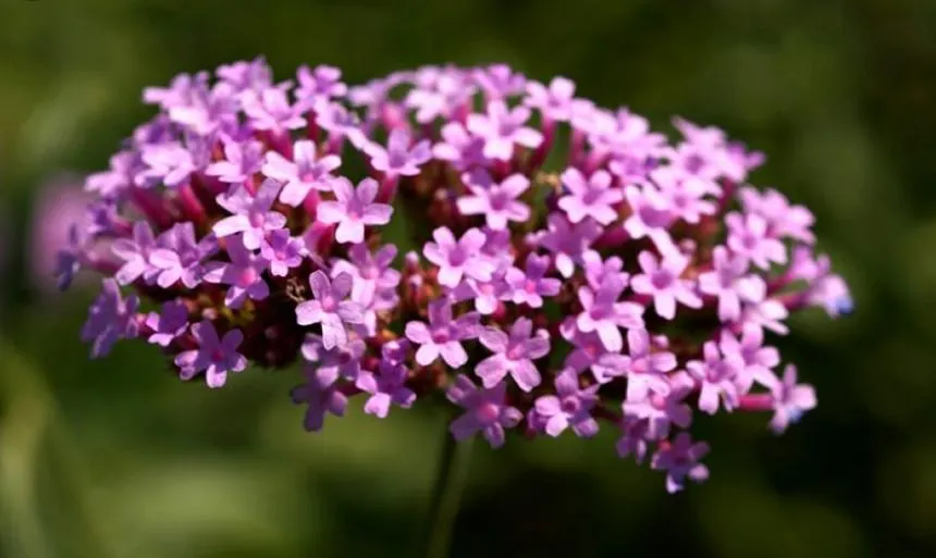 Verbena