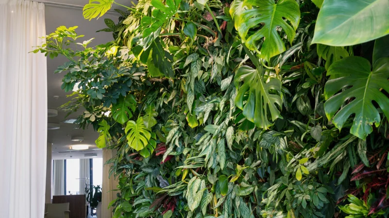 Vertical garden with lush green plants on a wall