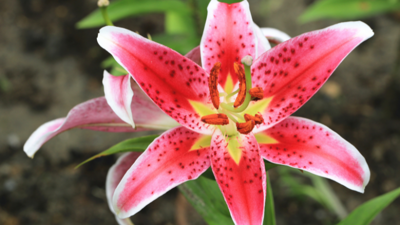 Blooming Asiatic lily with fresh petals