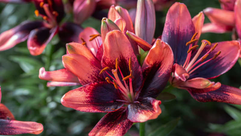 Vibrant Asiatic lily flowers in full bloom