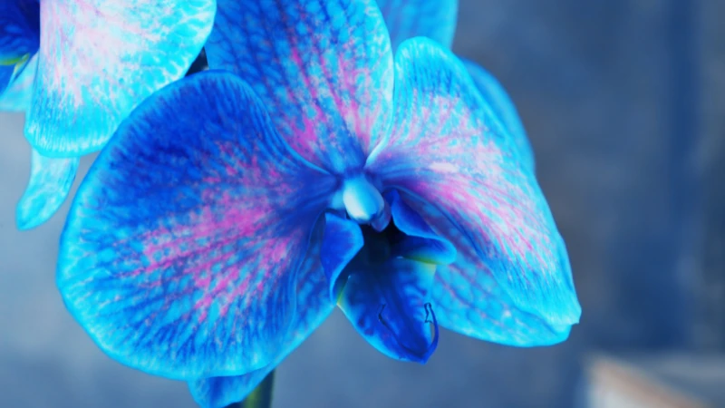 Vibrant blue orchid flower in bloom