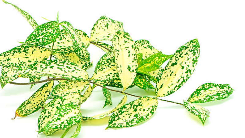 Vibrant Gold Dust Plant foliage in close view