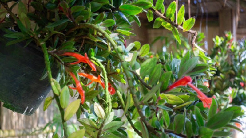 Vibrant Goldfish Plant with fish-shaped blossoms