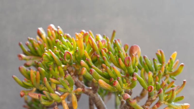 Vibrant Gollum Jade succulent with thick branching stems
