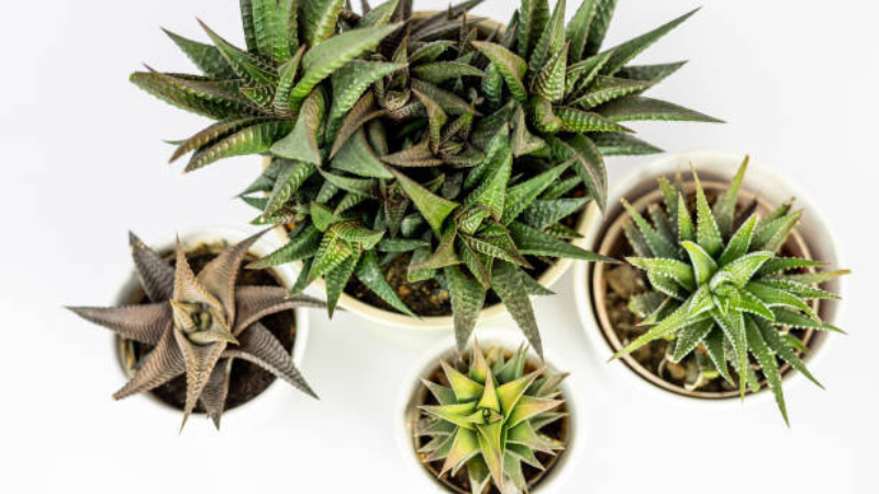 Dense rosette Haworthia plant