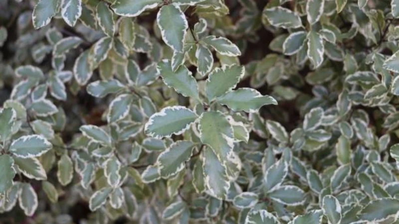 Vibrant Kohuhu shrub with healthy leaves