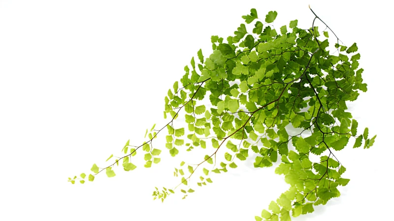 Maidenhair Fern with fresh green fan-shaped leaves