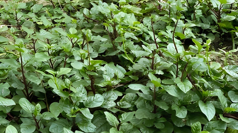 Malabar Spinach with lush green climbing foliage