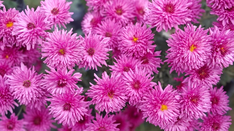 Vibrant mums chrysanthemum flower in bloom