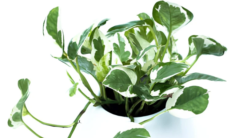 N'Joy Pothos with vibrant green and white leaves