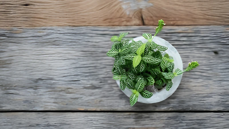 Nerve Plant with colorful ornamental leaves