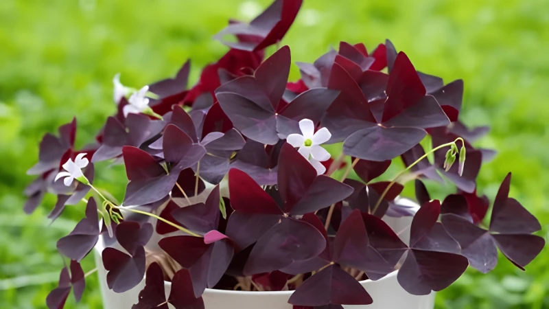 Colorful Oxalis plant with lush foliage