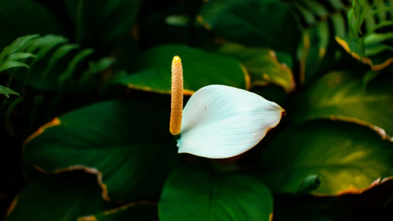 Vibrant peace lily flower in bloom