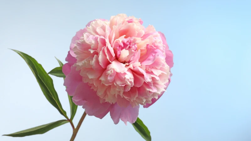 Vibrant peony flower in full bloom