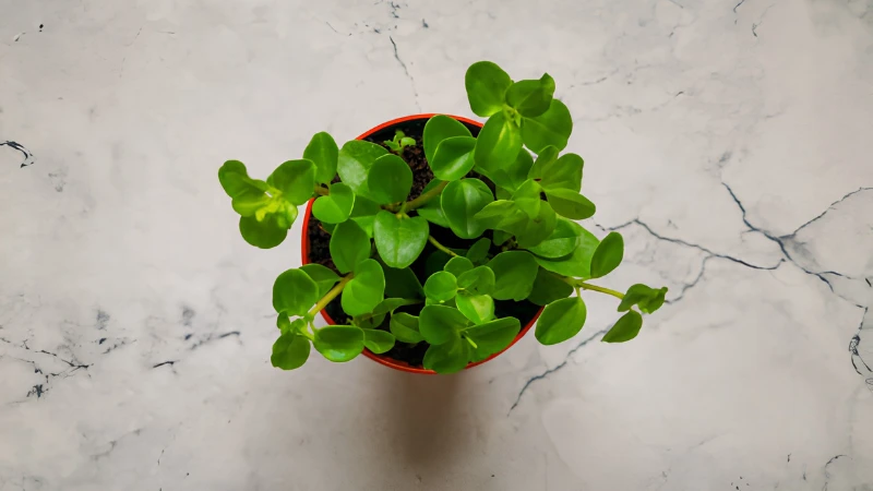 Pepperomia Rotundifolia vibrant green leaves