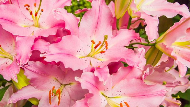 Vibrant pink lily flower