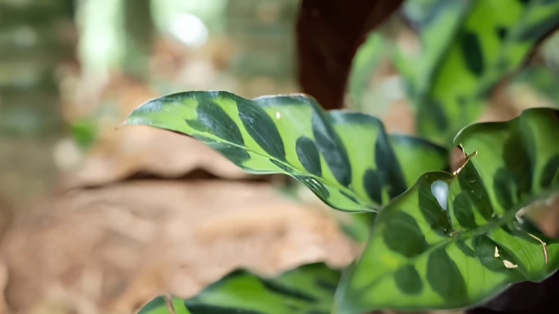 Rattlesnake Plant with lush tropical foliage