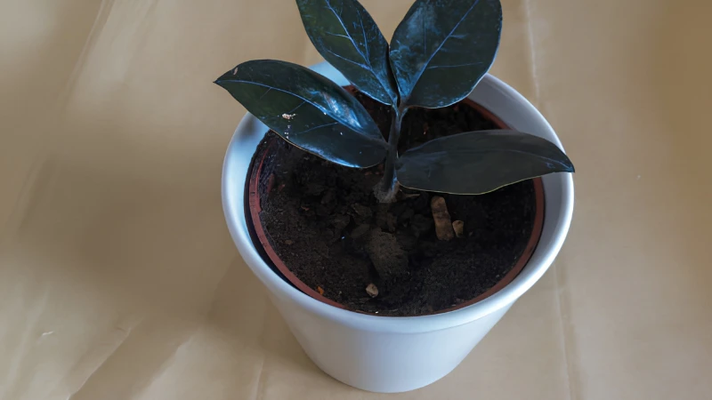 Raven ZZ Plant with glossy dark leaves