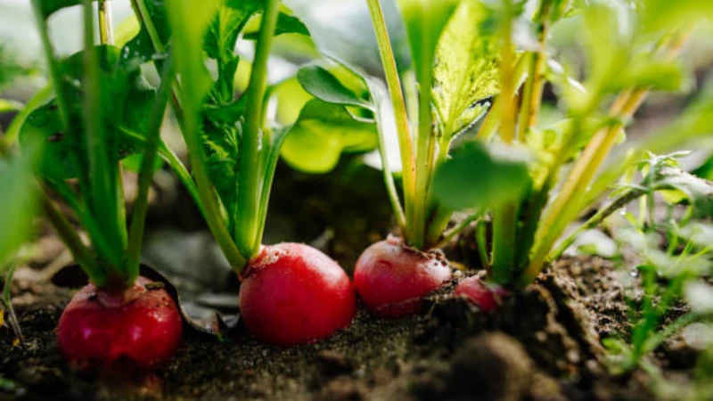 Red Radish plant with leafy green tops