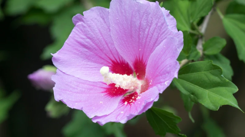 Vibrant Rose of Sharon flower in bloom